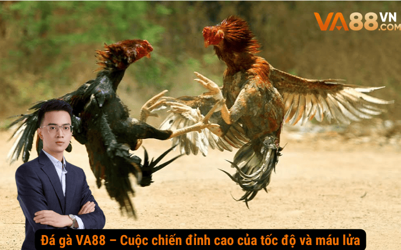 Đá gà VA88 – Cuộc chiến đỉnh cao của tốc độ và máu lửa